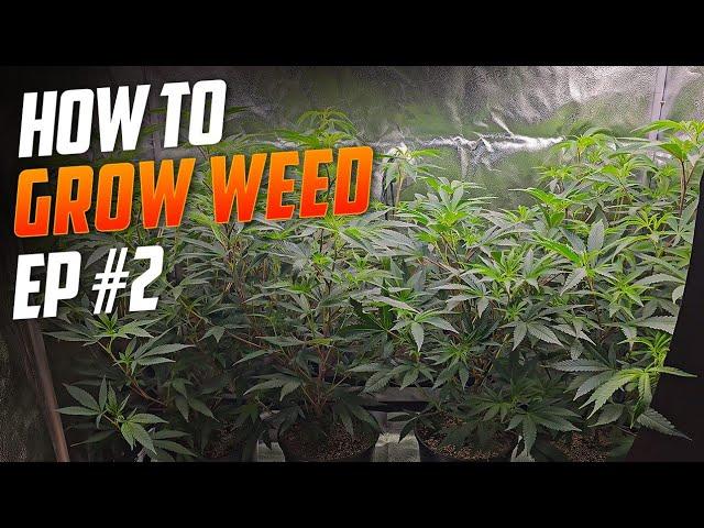 Spiderfarmer 2x4 Grow kit & 4 Plants - Seed to Harvest Guide to Growing Weed For New Growers