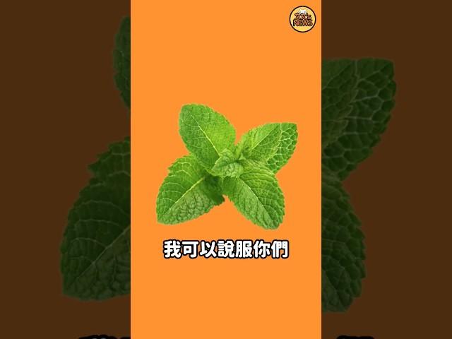 要吃薄荷巧克力的理由(討厭薄巧的人請看) #薄荷 #iu #宋江 #崔宇植 #柾國 #jhope #薄巧派