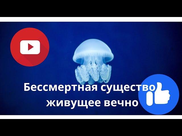 Бессмертная медуза, морские медузы.