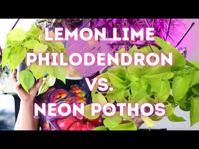 Lemon Lime Philodendron vs. Neon Pothos! SPOT THE DIFFERENCES EASILY!