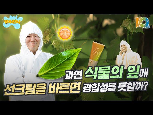 과연 식물 잎에 선크림을 바르면 광합성을 못할까? 담수펀지 EP.2