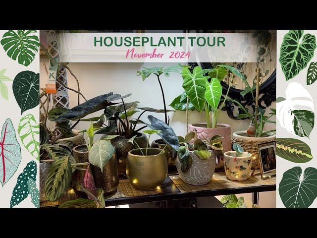 Houseplant Tour - New Plants & Why I lost So Much Of My Collection! 