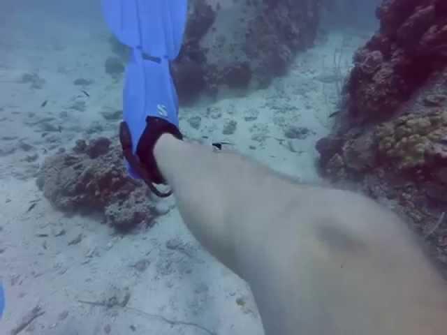 Cleaners eat my flesh while I practice my buoyancy
