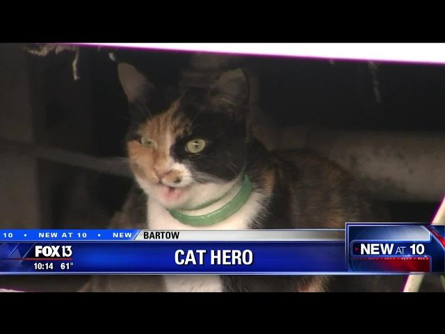 Hero cat saves sleeping Florida family from fire