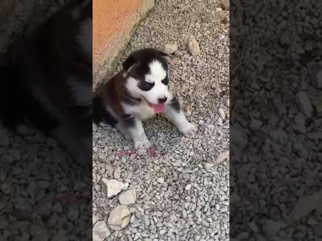 Little Husky Puppy