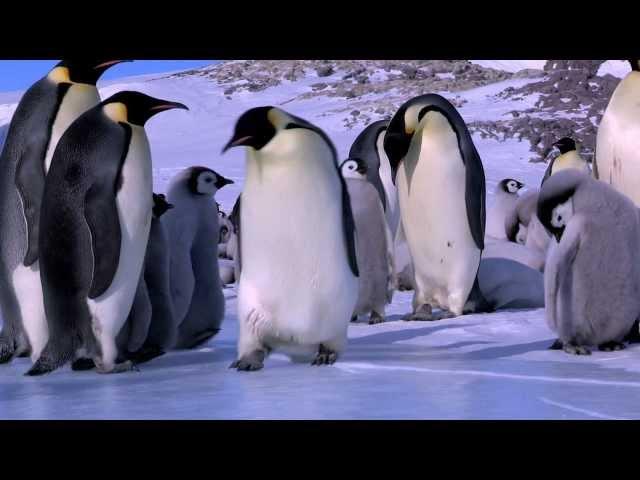 Penguin Fail - Best Bloopers from Penguins Spy in the Huddle (Waddle all the Way)