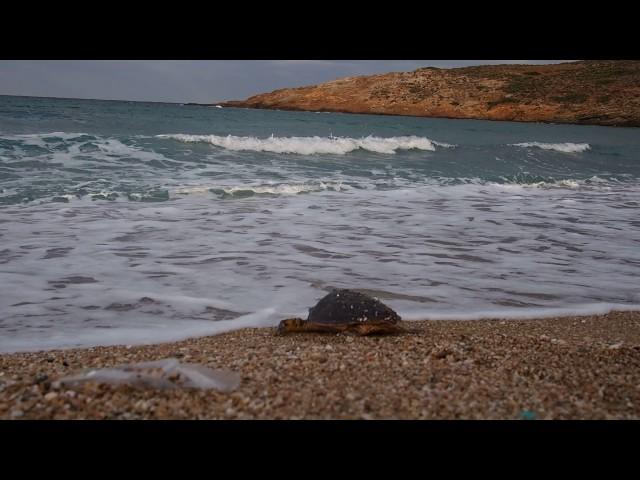 Andros Routes Team Sea Turtle Rescue
