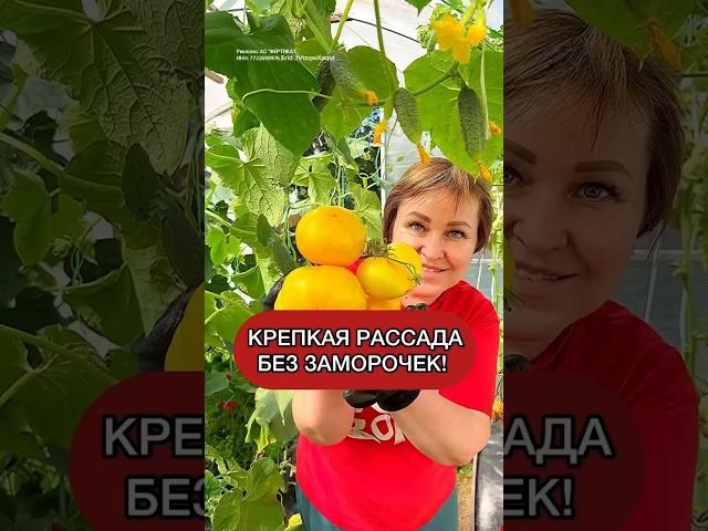 Крепкая рассада томатов без заморочек! Подробности в описании. @fertika_official #дача