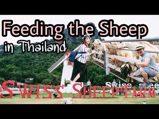 Swiss Sheep Farm Cha-Am Thailand | Vlog Travel Myfunfoodiary