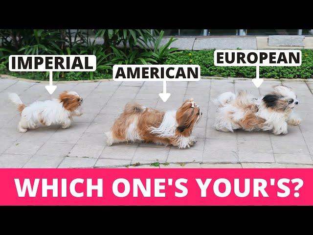 8 Types of Shih Tzu and How to Identify Them?