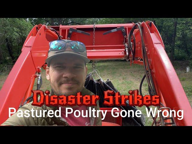 Raising Pastured Poultry | Moving from Brooder to Pasture