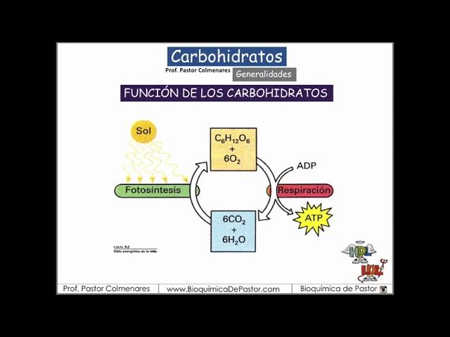 Carbohidratos generalidades y función | Carbohidratos Parte I