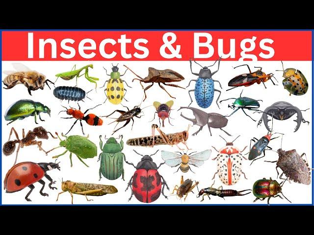 Insects and Bugs || Learn Bugs and Insects Name in English with Pictures