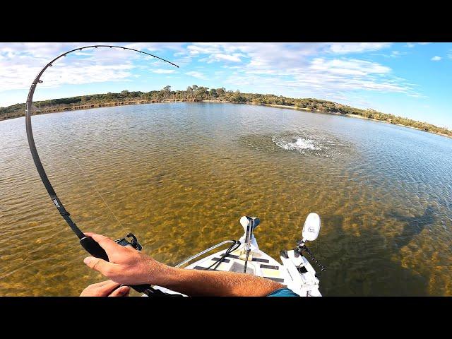 Top Water Flathead in the Shallows