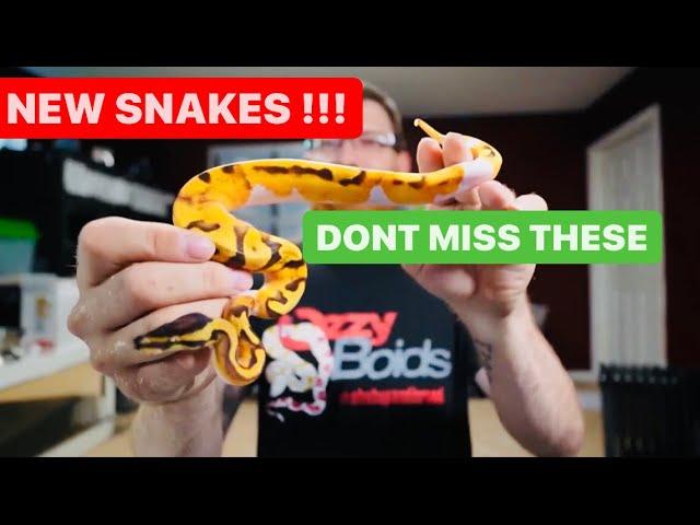 Unboxing :   6 Ball Pythons - NEW SNAKES / REPTILES  FROM @OzzyBoids @KINOVAReptiles