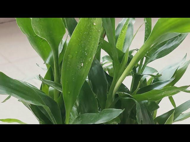 How to take care of Lucky Bamboo Plant ️️ #luckybamboo #bambooplants #indoorplants #houseplants