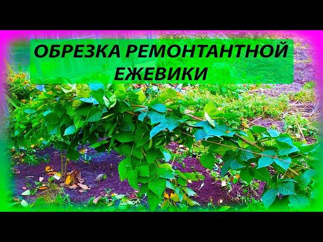 Как обрезать ремонтантную ежевику осенью. Как укрыть ремонтантную ежевику. Как выращивать ежевику.