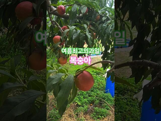 여름엔 달콤한 복숭아 #자급자족 #박서진 #돌아가는삼각지