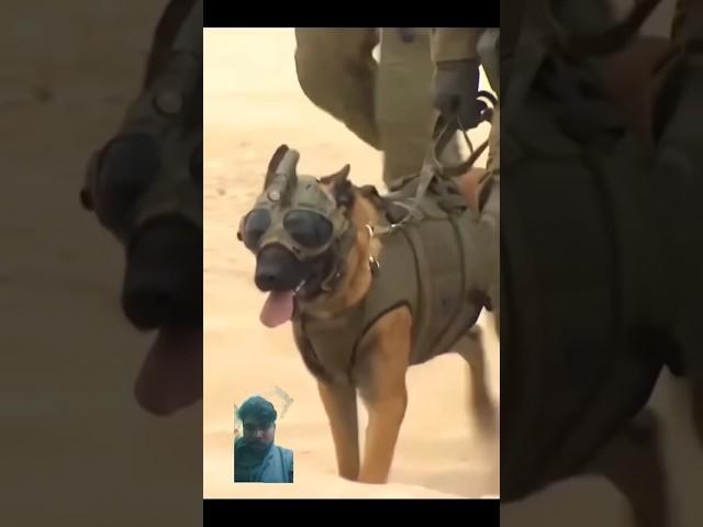 The Dog