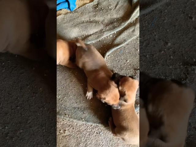 Fighting pit bull puppies.