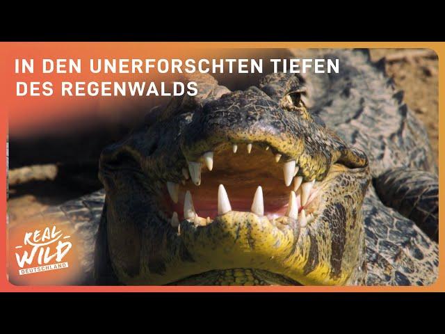 3+ Stunden Regenwald Doku zum Einschlafen | Real Wild Deutschland