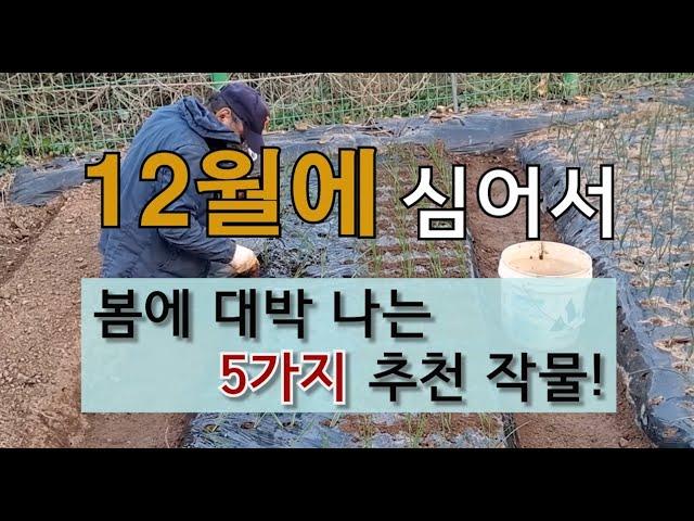 12월에 심어서 봄에 대박 나는 5지 추천 작물! #12월에 심는 작물 #12월 텃밭 가꾸기.