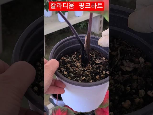 #은혜화훼판매장 #칼라디움 핑크하트