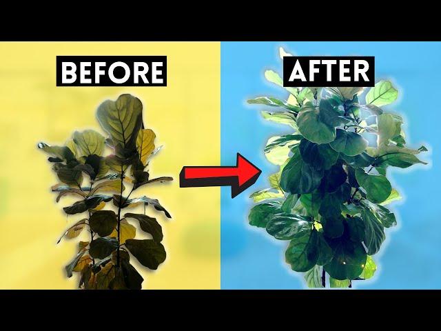 Notching a Fiddle Leaf Fig: The COMPLETE GUIDE to Encourage New Branches!