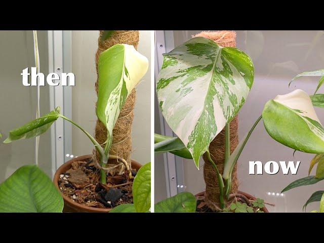 Variegated Monstera Aerial Roots in Water | 3 Months Later