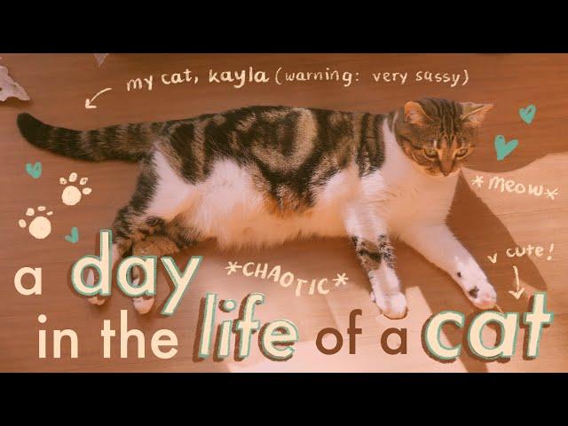 a day in the life of a cat