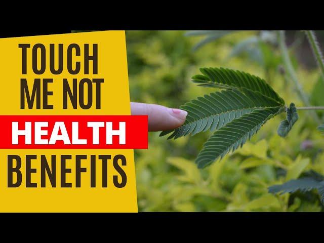 The Health Benefits of the Touch-Me-Not Plant | MIMOSA PUDICA | MAKAHIYA | SHAME PLANT | SHY PLANT