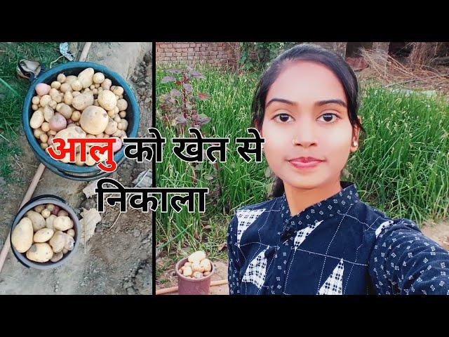 आलू को खेत से निकाला •  Tulsi Dewangan Vlogs ️