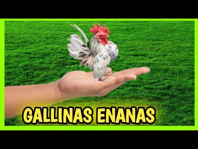 7 GALLINAS ENANAS y Gallos Kikirikis | Miniatura o Bantam