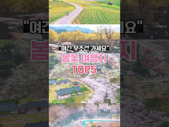 3월에 놓치면 후회할 봄꽃 여행지 TOP5  #봄꽃명소 #봄축제 #벚꽃축제 #벚꽃명소 #왕인박사유적지 #수선화 #여행지추천 #전남여행