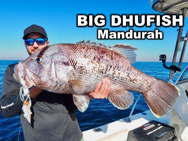 MONSTER DHUFISH CAUGHT OFF MANDURAH | Vexed Bottom Meat