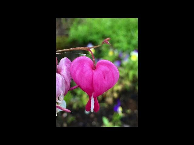 Méditation du coeur