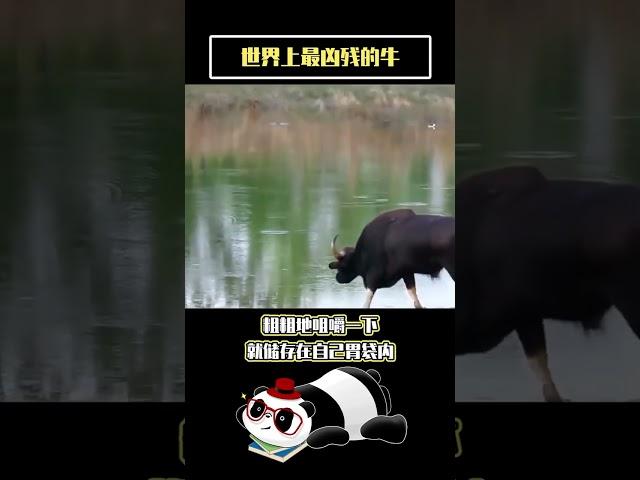 世界奇闻：世界上最凶残的牛，你知道吗？ #世界の不思議