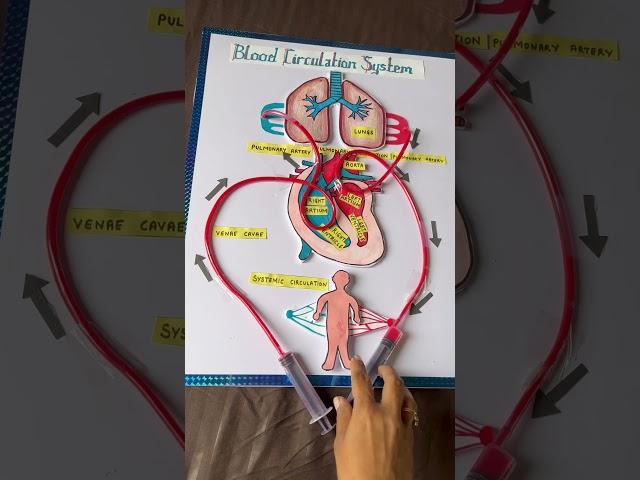 Blood circulation working model school project #schoolproject #scienceproject