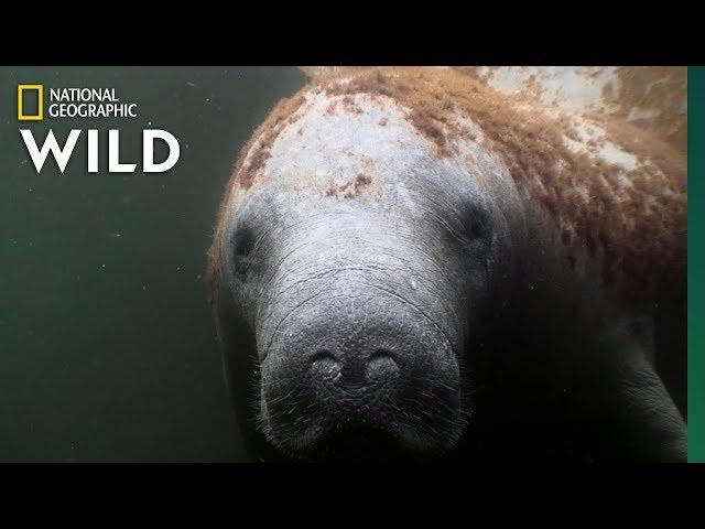 Manatees Are the "Sea Cows" of the Coasts | Nat Geo Wild