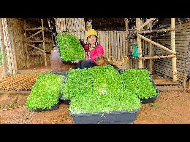 One Week of Sowing and Harvesting Sprouts Goes To Market Sell - Cooking Sprout Salad | Tieu Lien