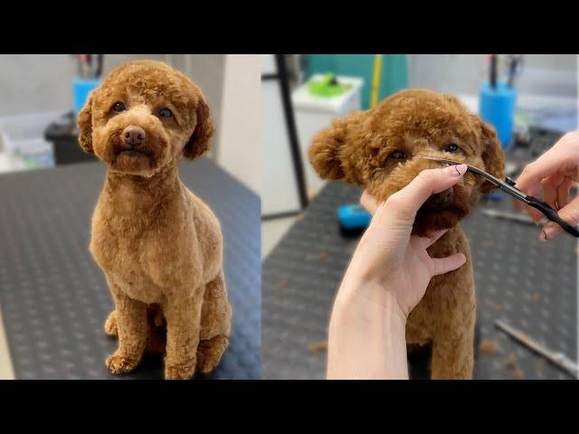 Toy poodle pet trim (vertical video)