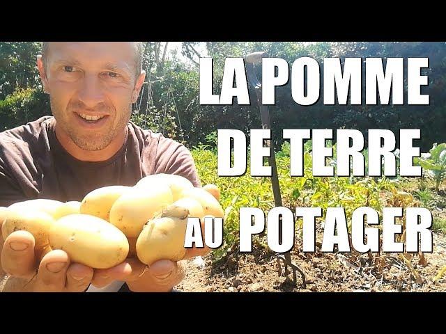 La POMME DE TERRE au potager