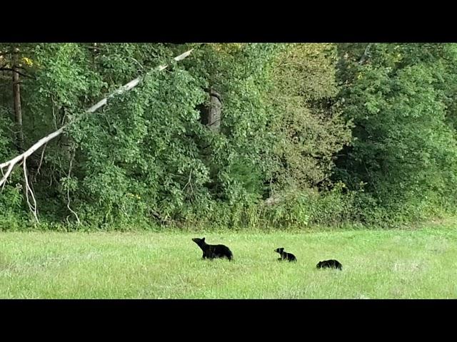 Black bears in the Cade's Cove Scenic Loop || Tennessee