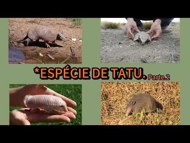 ️*veja essas 4 espécie de tatu,pouco conhecida(PARTE:2)#curiosidades#yt#interessante#animals