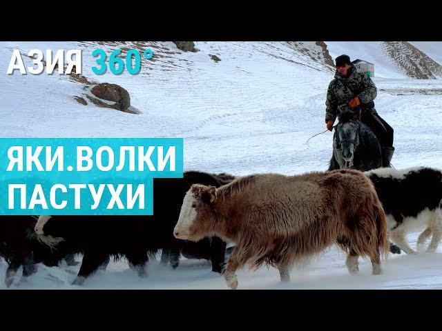 Яки. Волки. Кыргызстан | АЗИЯ 360°