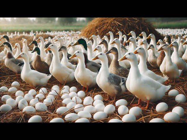 Amazing Duck Farming - How To Raise Egg-Laying Ducks Effectively