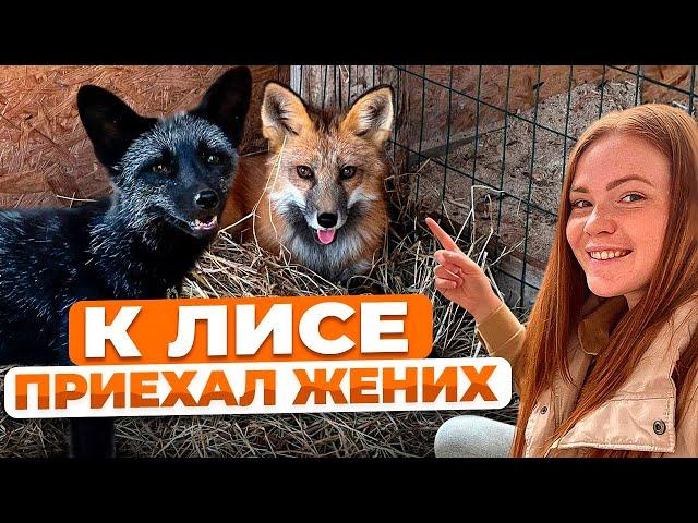 ПЕРВАЯ ВСТРЕЧА ЛИСЫ ВАСИЛИСЫ И ЕЁ ЖЕНИХА