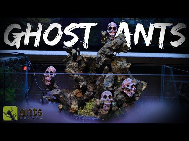 New SKULL ISLAND Ant Farm for Ghost Ants | Halloween Special Pt. 2