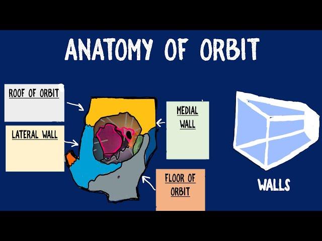 Orbit Anatomy