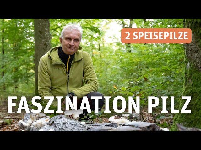 Pilze bestimmen – dein Einstieg in die Welt der Pilze